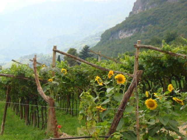 Вилла Agritur Maso Spezial Villa Lagarina Номер фото